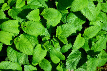 Green Carpet With Lemon Balm Leaves, Close-up As A Texture For Background
