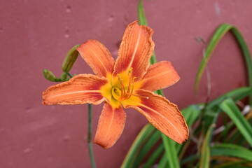 Wall Mural - Daylily