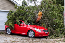 Red Car Wreckage Underneath A Mature Pine Tree After Storm Brings Hurricane Force Wind And Uproots Trees Causing Damage To Property. With Copy Space.