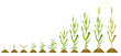 Stages wheat growth. Vector botanical illustration germination and ripening crops.