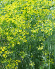 Poster - Dill plant in the garden.