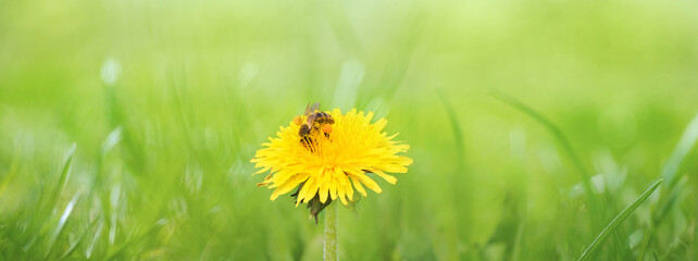 Wall Mural - Panoramic Nature Summer Background with honeybee