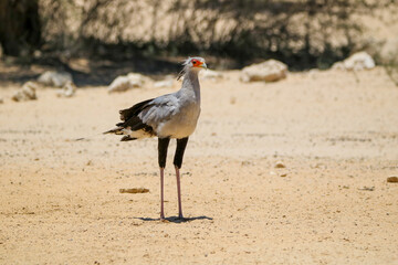 Wall Mural - Secretary Bird, Kgalagadi, South Arica