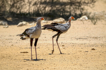 Wall Mural - Secretary Bird, Kgalagadi, South Arica