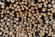 Log Timber Cut Down For Sale. Round Logs, Wood