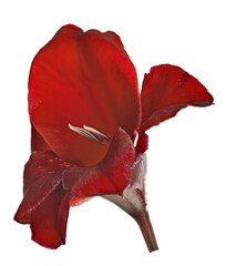 Wall Mural - single bloom deep red gladiolus flower