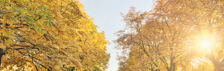 Wall Mural - sky between tree branches with bright gold foliage