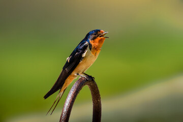 Wall Mural - a male barn swallow standing on the top of a steel loop by the river