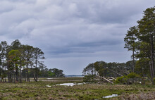 Winter View Of Chincoteague National Park River And Forest
