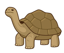 Galapagos Giant Tortoise Cartoon Drawing