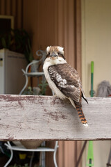 Wall Mural - wild kookaburra 