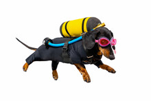 Funny Dachshund Dog In A Wetsuit, Wearing Diving Equipment Behind Its Back With Goggles And Snorkel, Isolated On White Background. Equipment For Exploring Depths Of Sea