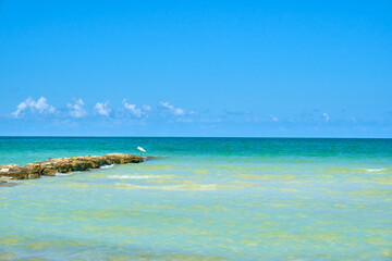 beach on holbox island, quintana roo with a bird on a group of rocks in the sea. mexican mayan rivie