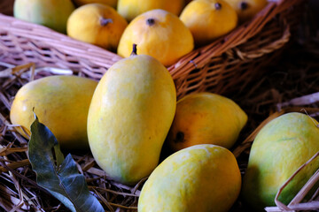 Poster - Indian Alphonso mango fruits in grass closeup