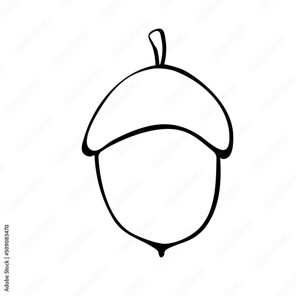 Vector simple hand drawn illustration of a acorn isolated on white ...