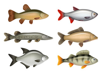 Sticker - Realistic fish. River swimming water fresh fishes herring bass salmon decent vector pictures set isolated