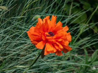 Close-up shot of the Oriental poppy (Papaver orientale) 'Olympia' flowering with orange flower in the garden bed