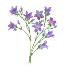 Bouquet With Blue Spreading Bellflower Flowers (Campanula Patula, Little Bell,  Bluebell, Rapunzel, Harebell). Watercolor Hand Painting Illustration On Isolate White Background.