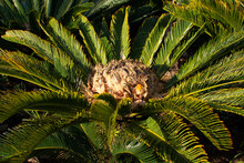 Cycad Palm Also Known As Sago Palm, Sago Cycad And King Sago.