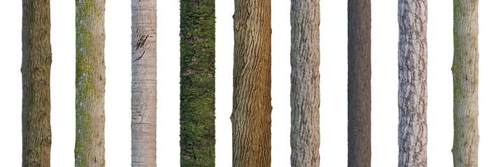 Wall Mural - tree trunks isolated on white background