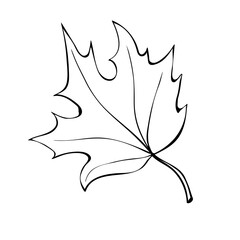 hand drawn maple leaf outline isolated on white background. vector symbol of autumn, nature, canada 