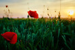 Blooming red poppy flowers in green field against sunset sky,Beautiful natural landscape in summertime