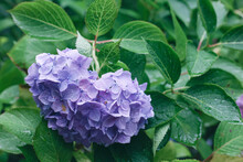 Hydrangea , Beautiful Violet Flowers In Early Summer Season. 