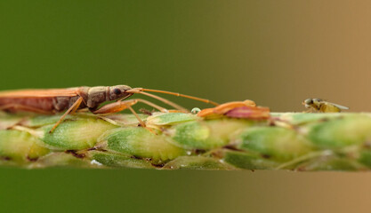 Wall Mural - paromius longulus is a species of dirt-colored seed bug in the family rhyparochromidae