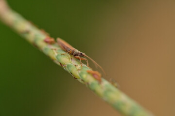 Wall Mural - paromius longulus is a species of dirt-colored seed bug in the family rhyparochromidae