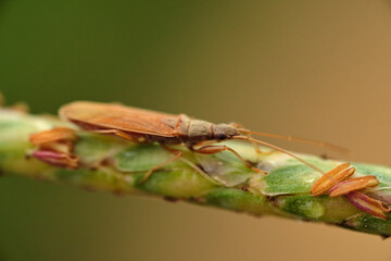 Wall Mural - paromius longulus is a species of dirt-colored seed bug in the family rhyparochromidae
