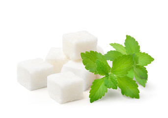 Fresh Stevia leaves (Stevia rebaudiana Bertoni) with white sugar cubes isolated on white background.