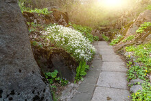 Decorative Garden With Path Among Stone Blocks With Bush Of White Flowers And Stony Natural Landscaping. Curving Concrete Pathway With Surrounding Moss Covered Rocks. Walkway In Green Stony Garden.