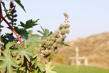 Green seeds Castor oil plant, vegetal from where extracts the known laxative castor oil, used to produce biodiesel Castor oil plant, Ricinus communis, commonly known as castor oil plant. Medical seeds