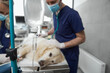 © gpointstudio - Anaesthetised dog lying on operating table durning the surgery