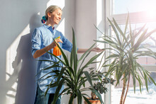 Middle Aged Woman Sprays Plants In Flowerpots At Home