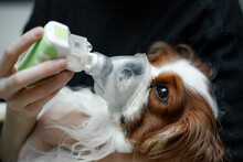 Veterinar Doctor Saving King Cavalier Charles Coker Spaniel Dog Mask Inhalation Nebulizer Allergy, Cough, Sick. Close Up