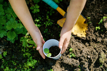 Wall Mural - Little happy preschool girl planting seedlings of sunflowers in domestic garden. Toddler child learn gardening, planting and cultivating flower and plant. Kids and ecology, environment concept.