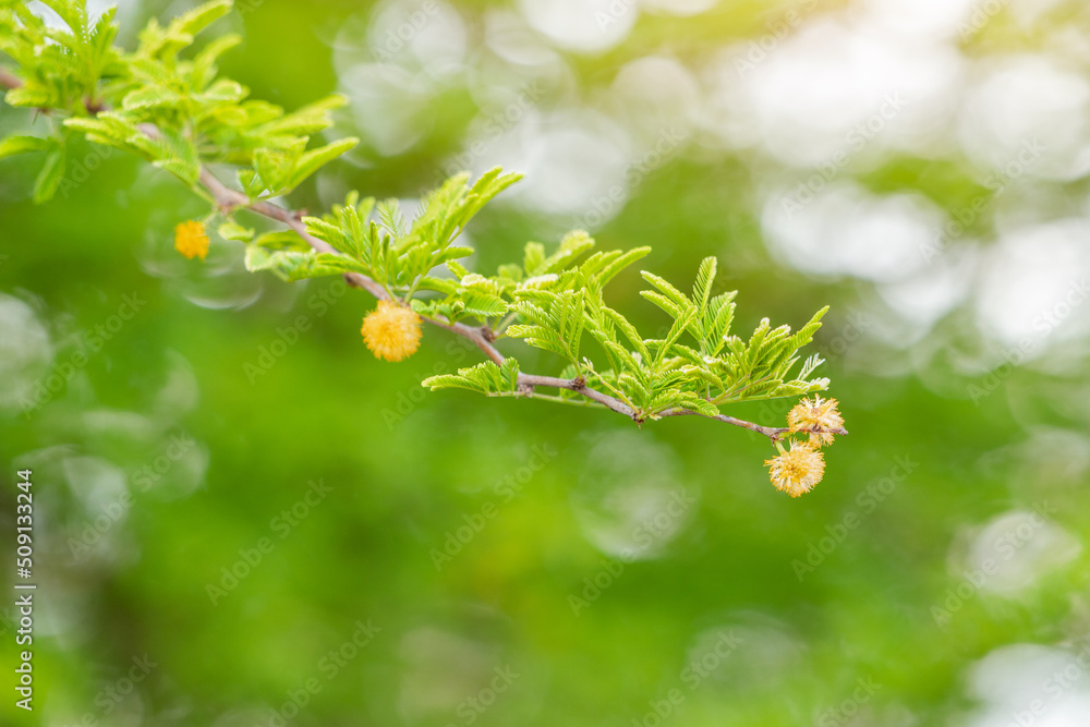 Acacia Nilotica or Gum Arabic tree or Babul blooming in city park. It ...