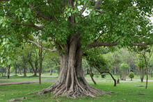 Bodhi Tree Or Ficus Religiosa Trees On Nature Background.