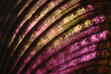 Aufkleber - Close up Beautiful sea old seashells in neon light. Minimalism retro style concept.  Background pattern for design. Macro photography view.