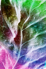 Aufkleber - Beautiful abstraction leaf texture  neon light. Minimalism retro style concept. Background pattern for design. Macro photography view.