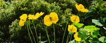 Yellow, Yorkshire Poppy Blooms And Seed Heads