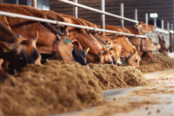 Modern farm cowshed for jersey red cow eating fodder