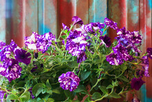 Close Up View Of Purple White Petunia Flowers In Front Of A Colored Wall