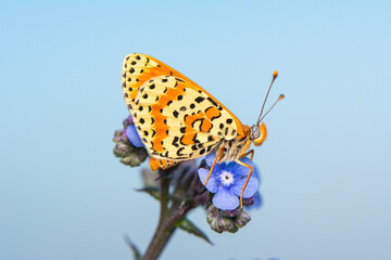 Macro shots, Beautiful nature scene. Closeup beautiful butterfly sitting on the flower in a summer garden.