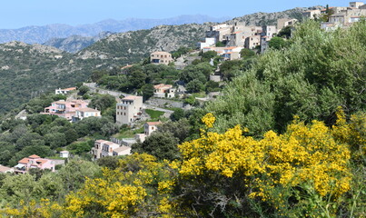 Wall Mural - corse