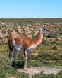 wild patagonic guanaco in the field, Argentina