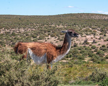 Wild Patagonic Guanaco In The Field, Argentina