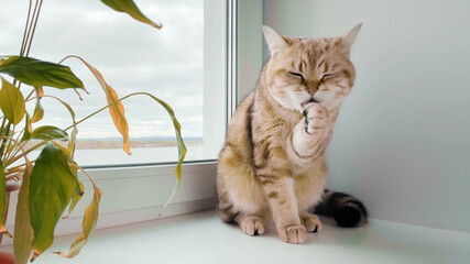 Wall Mural - British ginger cat sitting on windowsill near potted plant and washing itself. Gray sky in window. River landscape background