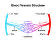 Scientific Designing of Blood Vessels Structure. Capilary Blood Flow in Circulatory System. Colorful Symbols. Vector Illustration.